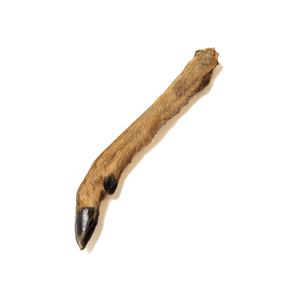 Deer legs