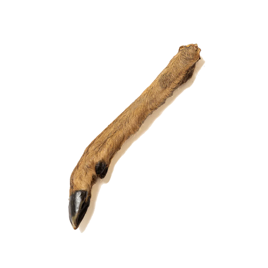 Deer legs