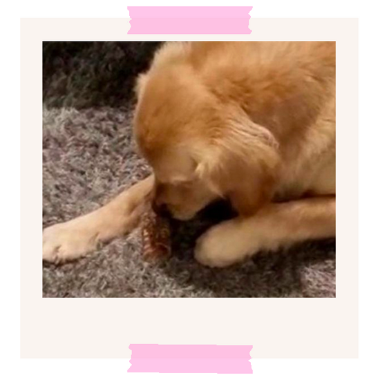 Puppy Milly enjoying a trachea